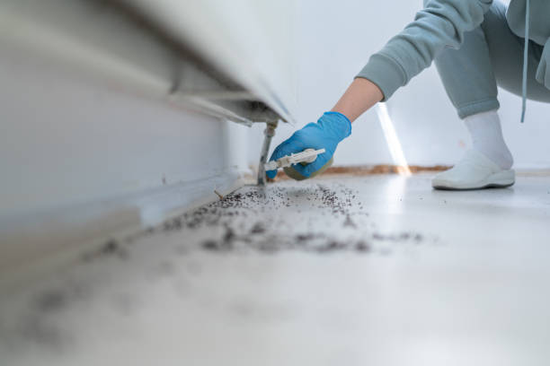 Best Rodent Control Near Me  in New London, WI